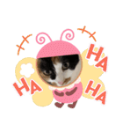 まるにゃんのスタンプ3（個別スタンプ：37）