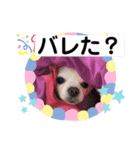 我が家のキュートくん   10（個別スタンプ：3）