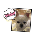 我が家のキュートくん！ 11（個別スタンプ：4）