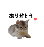 ねこのすず（個別スタンプ：1）