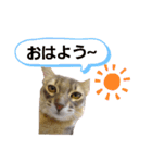 ねこのすず（個別スタンプ：3）
