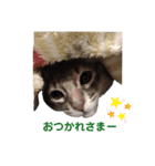 ねこのすず（個別スタンプ：5）