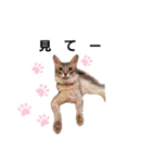 ねこのすず（個別スタンプ：10）