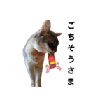 ねこのすず（個別スタンプ：11）