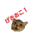 ねこのすず（個別スタンプ：15）