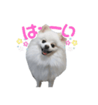 ゆりししまるくん③（個別スタンプ：1）