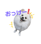 ゆりししまるくん③（個別スタンプ：2）