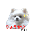 ゆりししまるくん③（個別スタンプ：3）