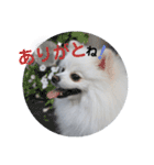 ゆりししまるくん③（個別スタンプ：11）