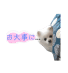 ゆりししまるくん③（個別スタンプ：15）