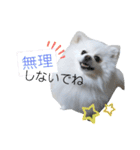 ゆりししまるくん③（個別スタンプ：16）
