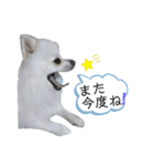 ゆりししまるくん③（個別スタンプ：17）