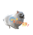 ゆりししまるくん③（個別スタンプ：30）