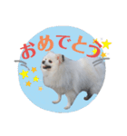 ゆりししまるくん③（個別スタンプ：35）