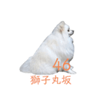 ゆりししまるくん③（個別スタンプ：38）