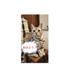 しじみ先輩のスタンプ（個別スタンプ：1）