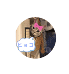 しじみ先輩のスタンプ（個別スタンプ：2）
