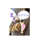 しじみ先輩のスタンプ（個別スタンプ：3）