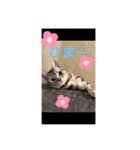 しじみ先輩のスタンプ（個別スタンプ：4）