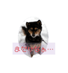 家のPET's（個別スタンプ：2）