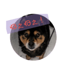 家のPET's（個別スタンプ：3）