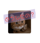 家のPET's（個別スタンプ：4）