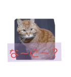家のPET's（個別スタンプ：6）