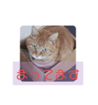 家のPET's（個別スタンプ：7）