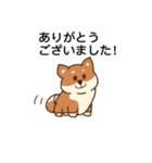 まろまゆ柴犬3（個別スタンプ：6）