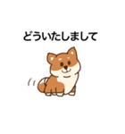 まろまゆ柴犬3（個別スタンプ：13）