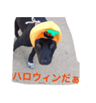 ハロウィンだよ 愛犬「ココ」 絶好調（個別スタンプ：7）