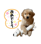 ゴールデン・レトリバー ＊Ral＊（個別スタンプ：5）