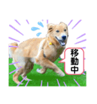 ゴールデン・レトリバー ＊Ral＊（個別スタンプ：10）