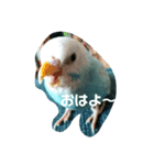 かわいいセキセイインコ（個別スタンプ：2）