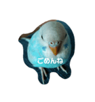 かわいいセキセイインコ（個別スタンプ：3）