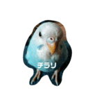 かわいいセキセイインコ（個別スタンプ：4）