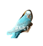 かわいいセキセイインコ（個別スタンプ：5）