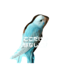 かわいいセキセイインコ（個別スタンプ：7）