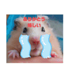 キンクマナイトの気持ちスタンプ（個別スタンプ：7）