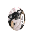 チワワのとろろところ様（個別スタンプ：1）