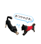 チワワのとろろところ様（個別スタンプ：6）