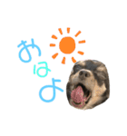 チワワのとろろところ様（個別スタンプ：12）