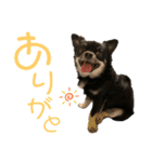 チワワのとろろところ様（個別スタンプ：30）