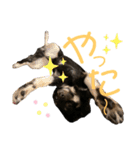 チワワのとろろところ様（個別スタンプ：32）