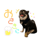 チワワのとろろところ様（個別スタンプ：38）