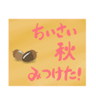 秋！秋！秋！いつまでもずーっと日本の秋！（個別スタンプ：12）