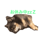 creatures days（個別スタンプ：3）