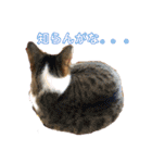 とら☆ひよvol.2（個別スタンプ：4）