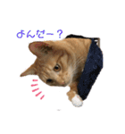 とら☆ひよvol.2（個別スタンプ：13）