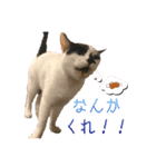 香辛料ファミリー④（個別スタンプ：8）
